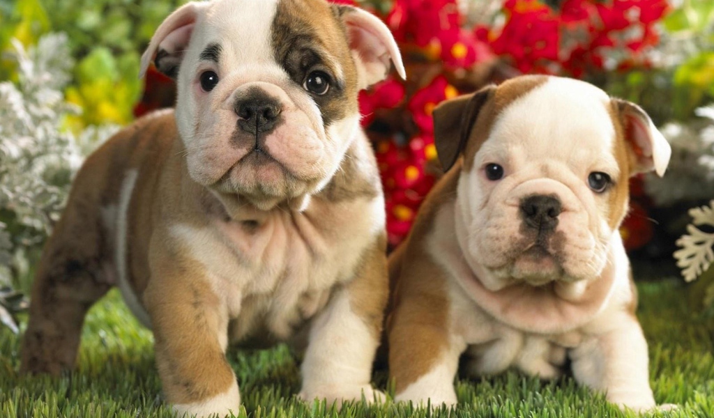 Два милых щенка шарпей