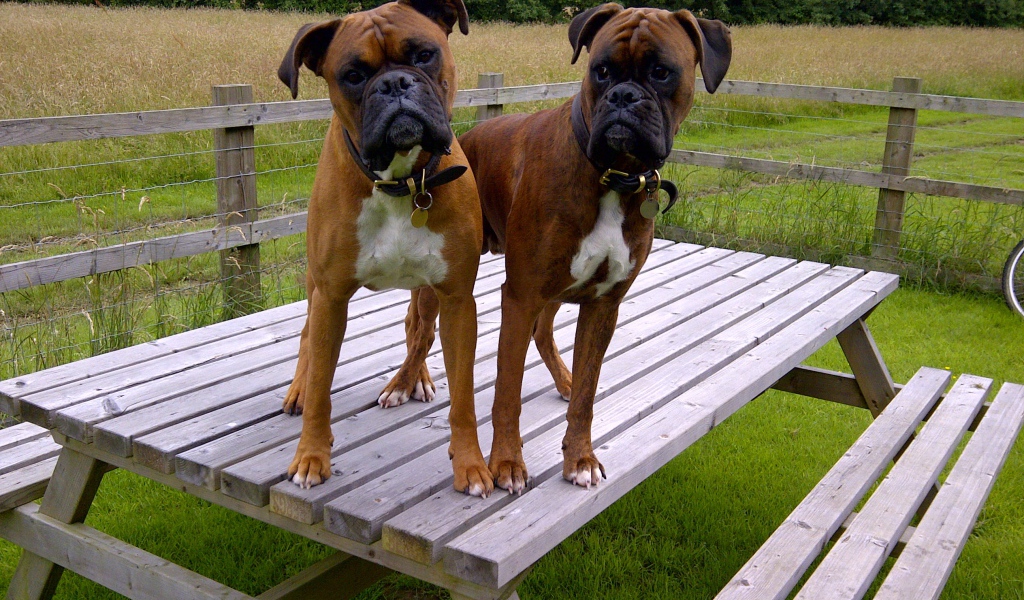 Два боксёра на деревянном столе