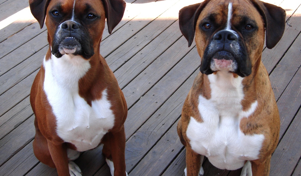 Два боксёра ждут команду