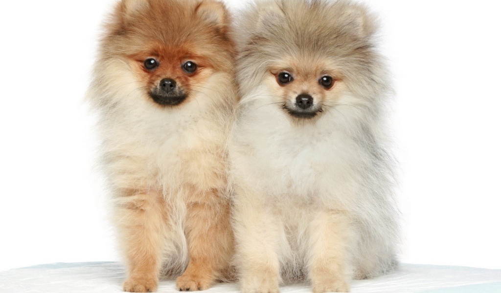 Две милые собаки