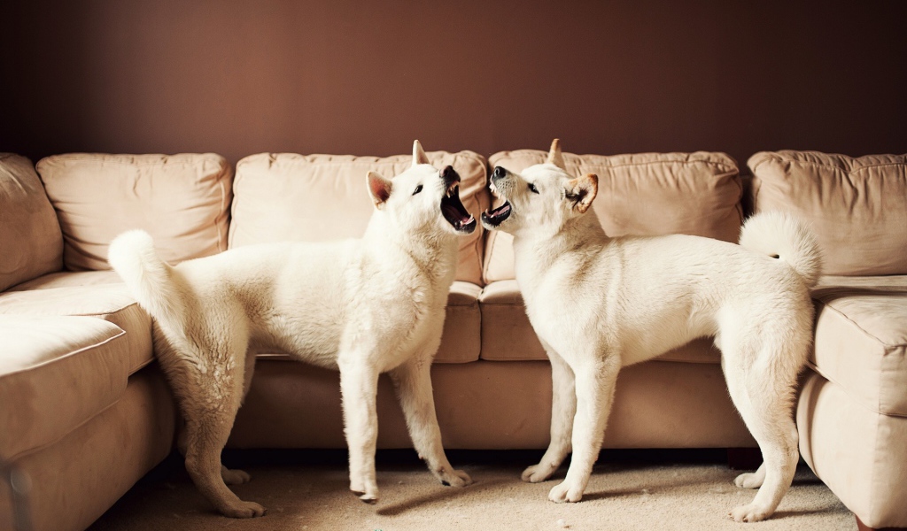 Две собаки акита-ину злятся