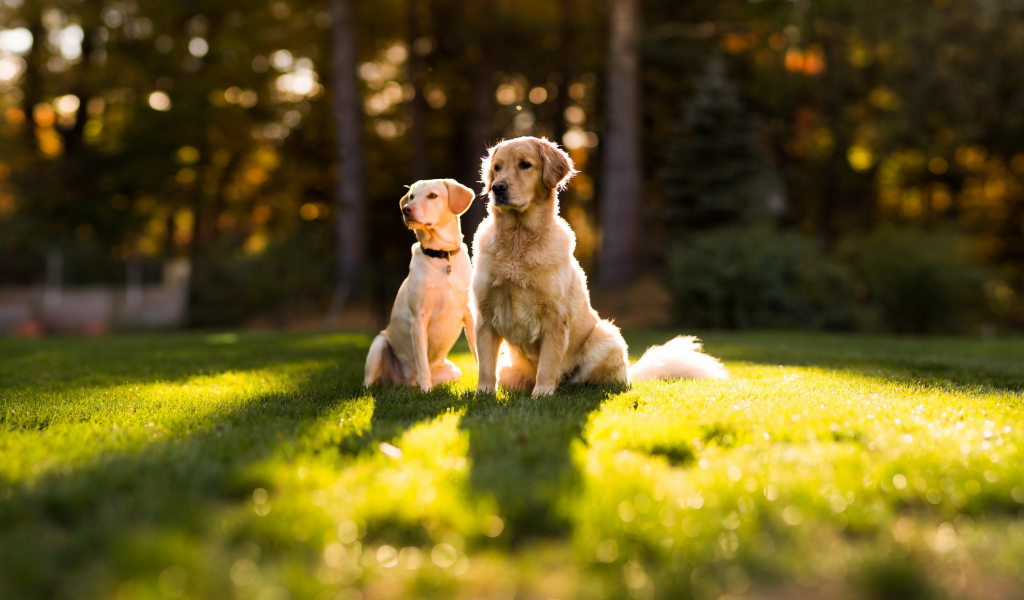 Две собаки сидят на траве