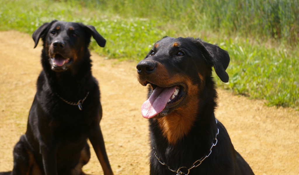 Две собаки породы босерон сидят на дороге