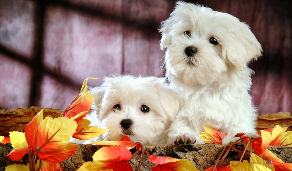 Две собаки породы бишон-фриз в осенних листьях