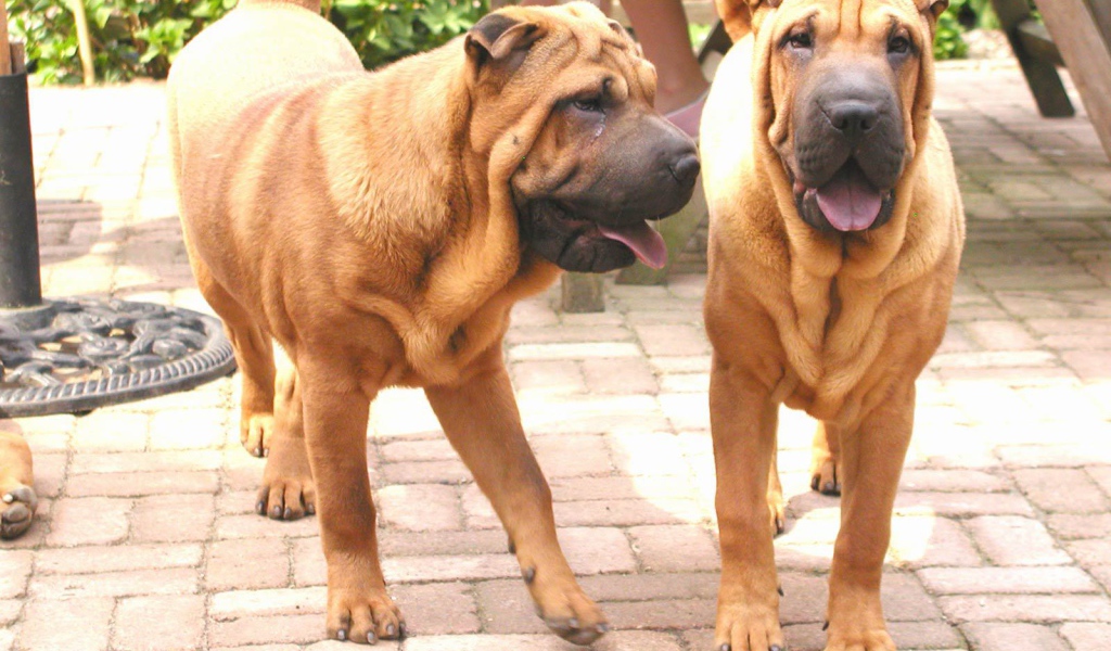 Две собаки шарпей в саду