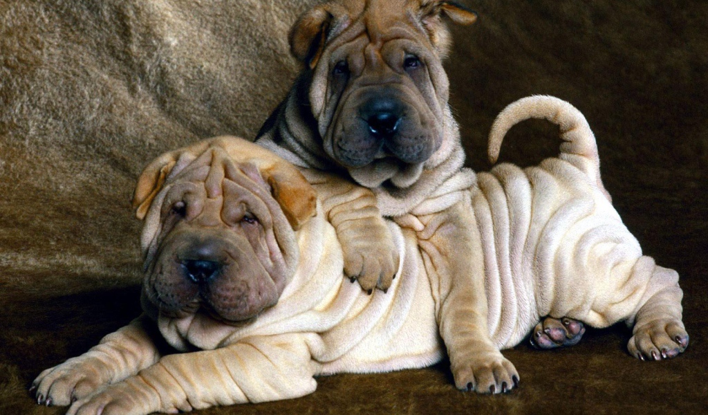 Два маленьких щенка шарпей