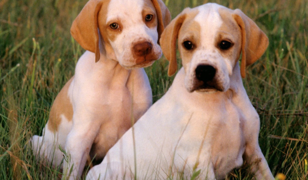 Два щенка Пойнтер сидят на траве