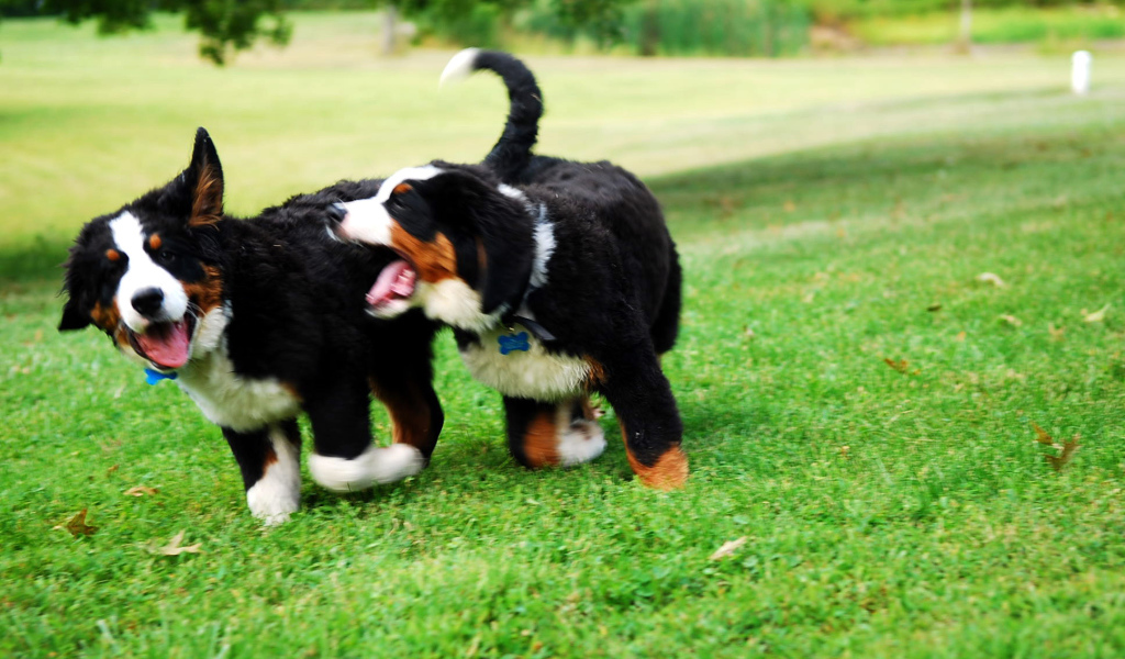 Два щенка бернской пастушьей собаки играют на траве