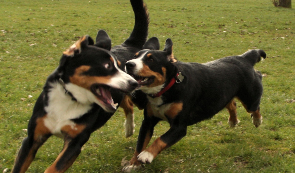 Два щенка большого швейцарского зенненхунда играют