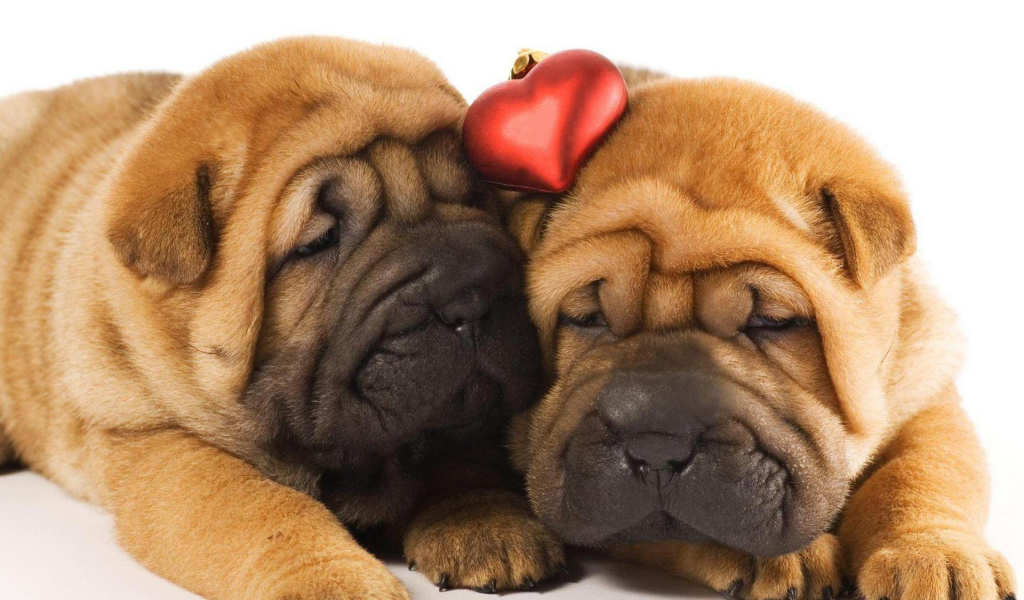 Два щенка шарпей в любви