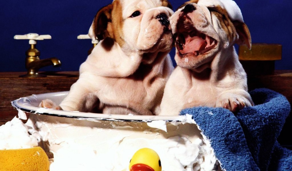 Щенки шарпея принимает ванну