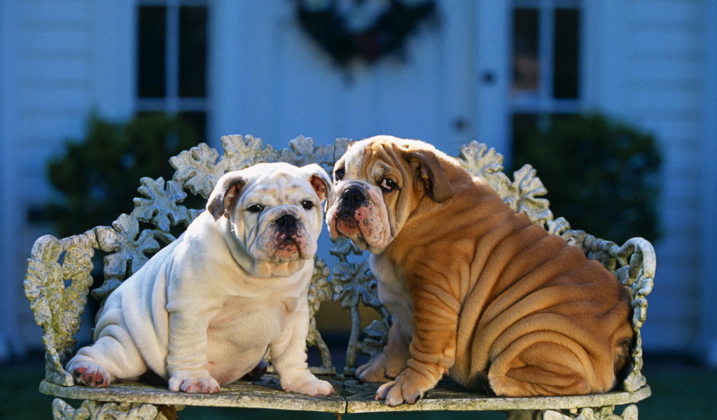 Два шарпея сидят на скамейке