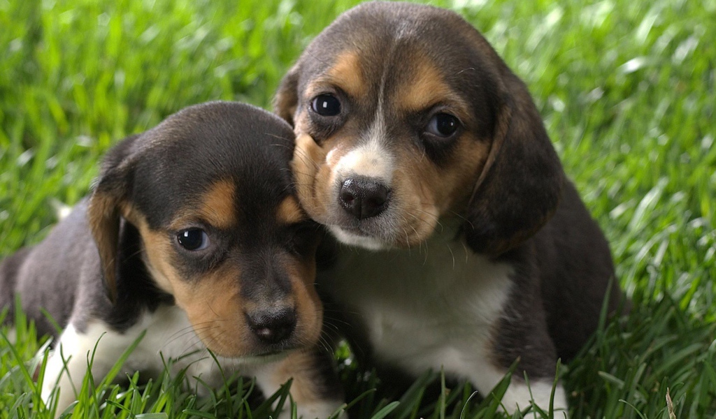 Два крохотных щенка породы бигль на траве