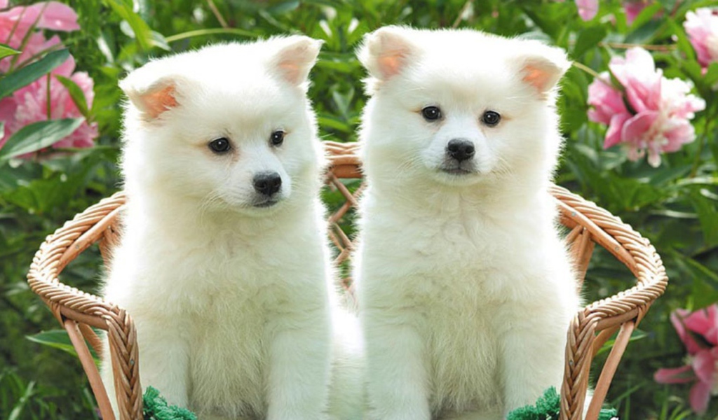Два белых щенка