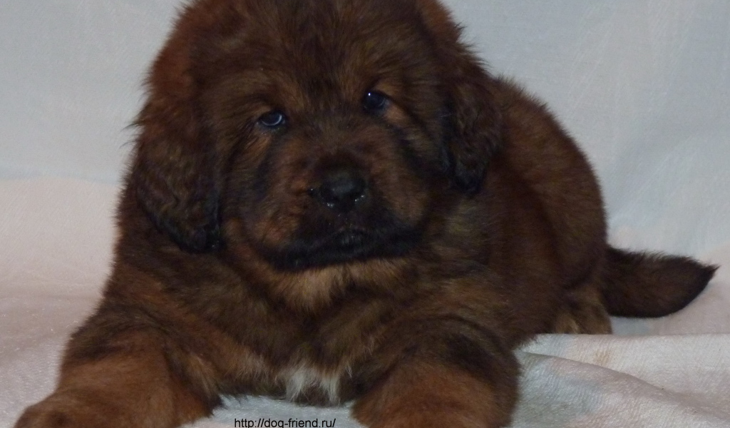 Очень маленький щенок тибетского мастифа