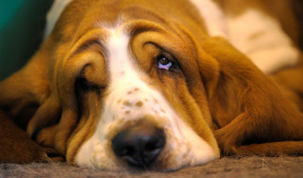 Очень грустный бассет-хаунд