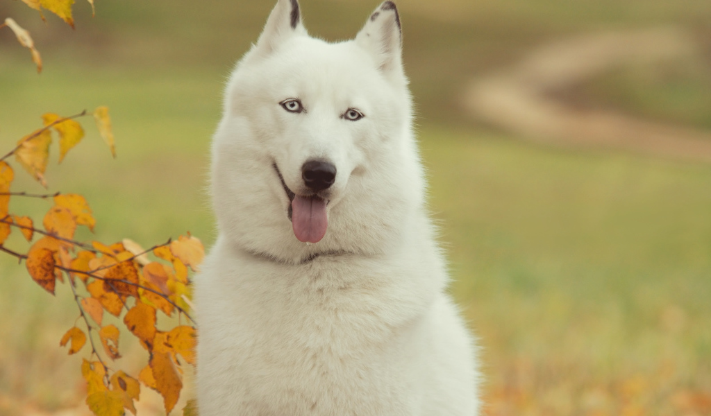 Белый Сибирский хаски