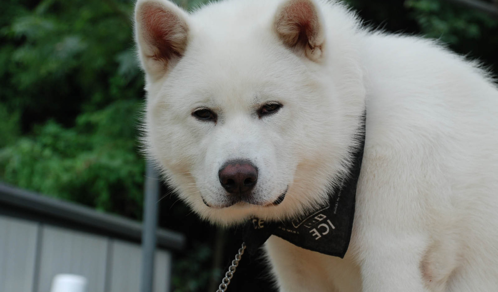 Белая взрослая акита-ину
