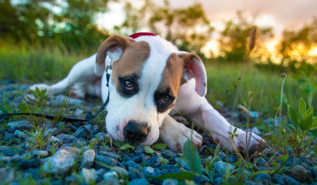 Белый боксёр лежит на камнях