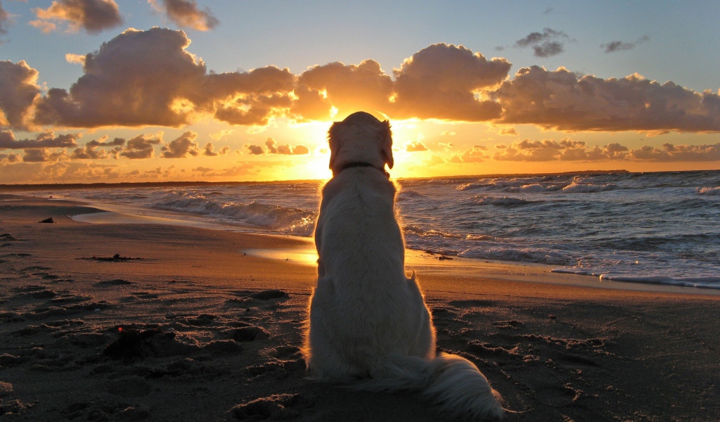 Белая собака смотрит на закат