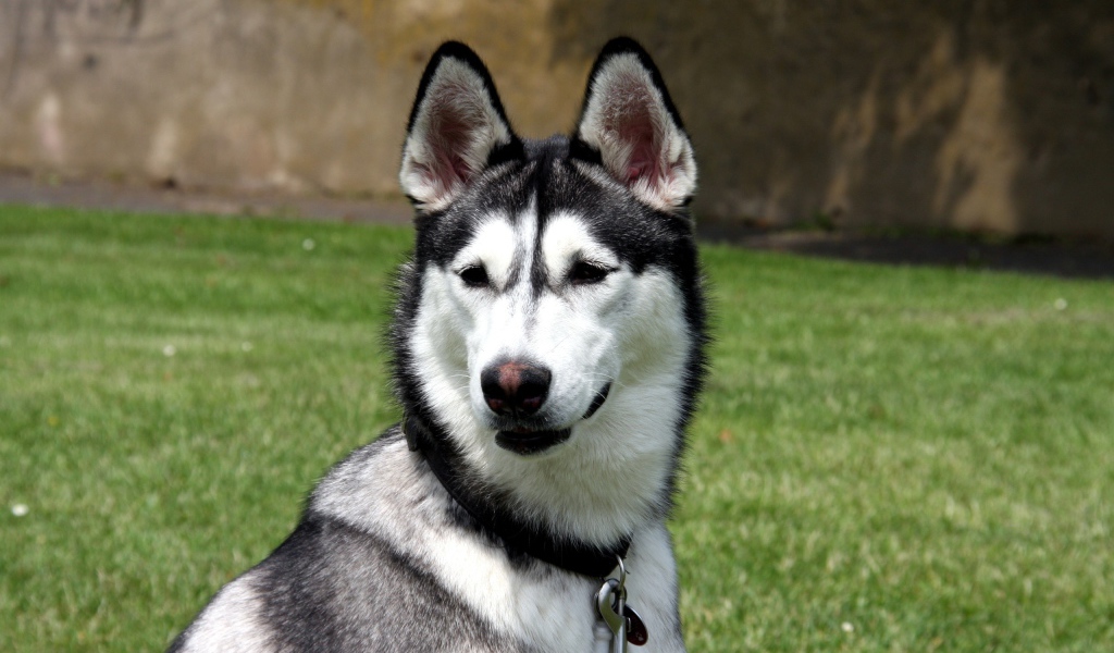 Молодой аляскинский маламут на улице