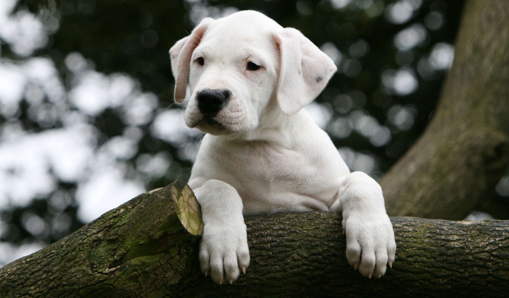 Молодой аргентинский дог на дереве