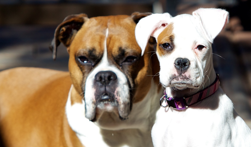 Молодой и взрослый боксеры