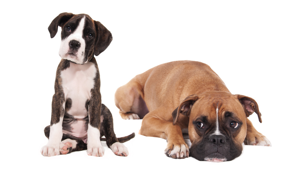 Молодой и взрослый боксеры на белом фоне