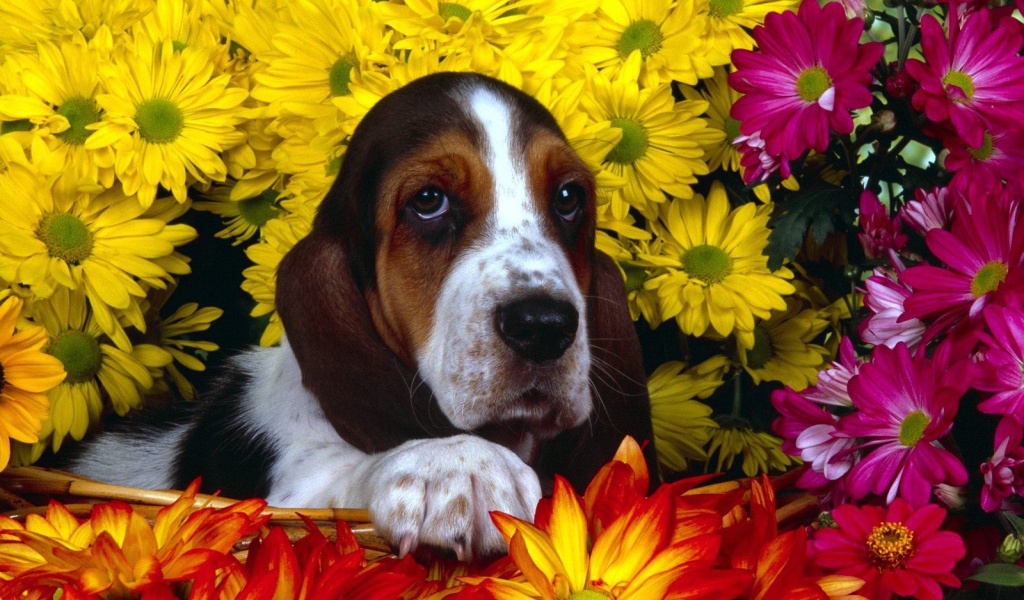Молодой бассет-хаунд в цветах