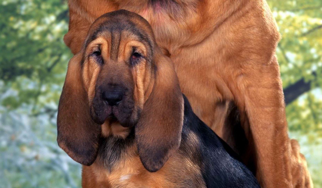 Молодой бладхаунд с мамой