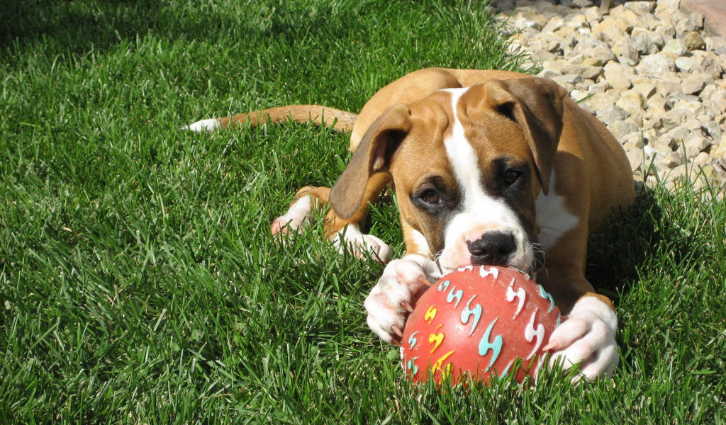 Молодой боксёр с мячом