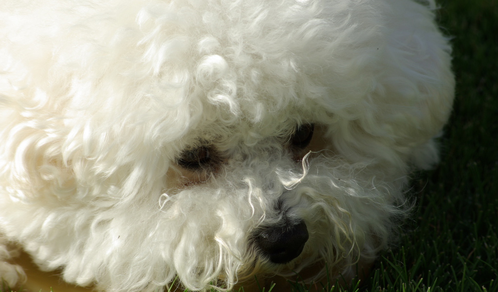 Молодая собака породы бишон-фриз крупным планом