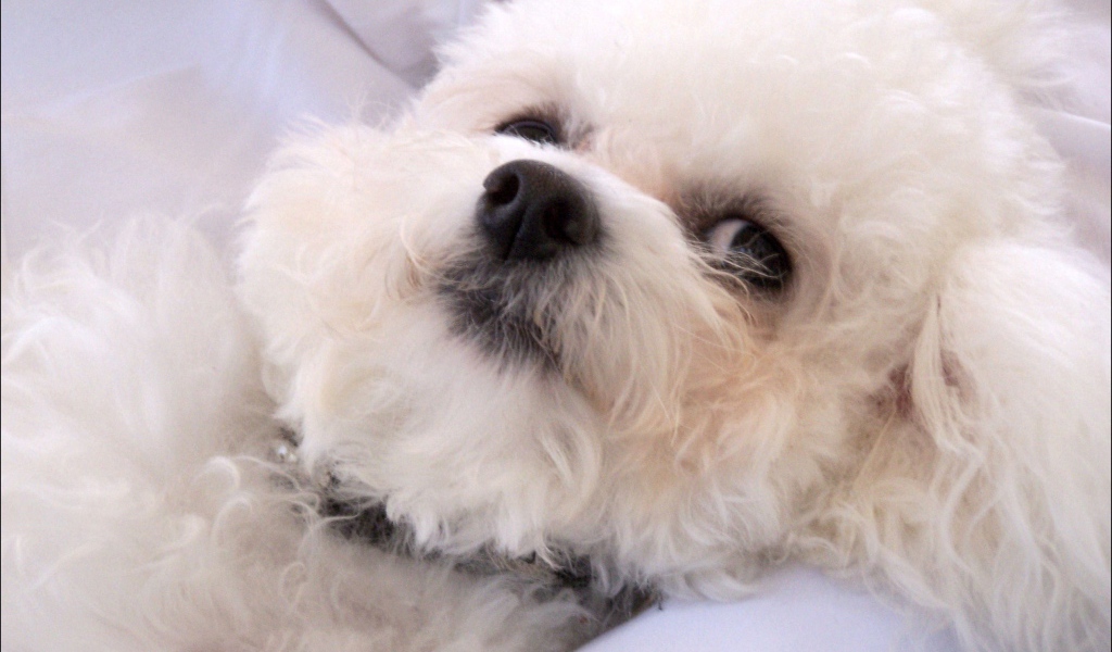 Молодая собака породы бишон-фриз отдыхает