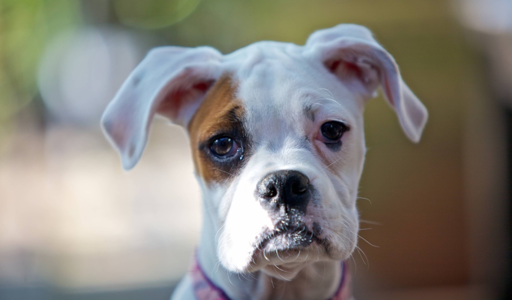 Молодой белый боксёр