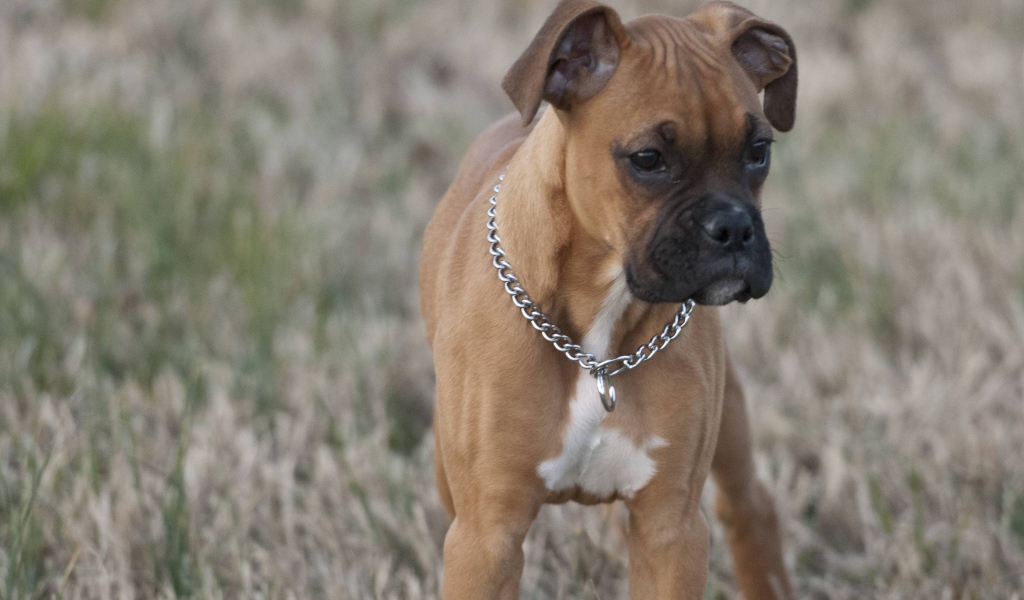 Красивый щенок боксёра кого-то увидел