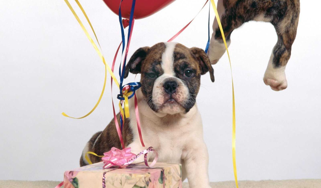 Щенок боксёра и подарочная коробка