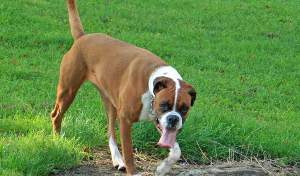 Боксёр с длинным языком гуляет по траве