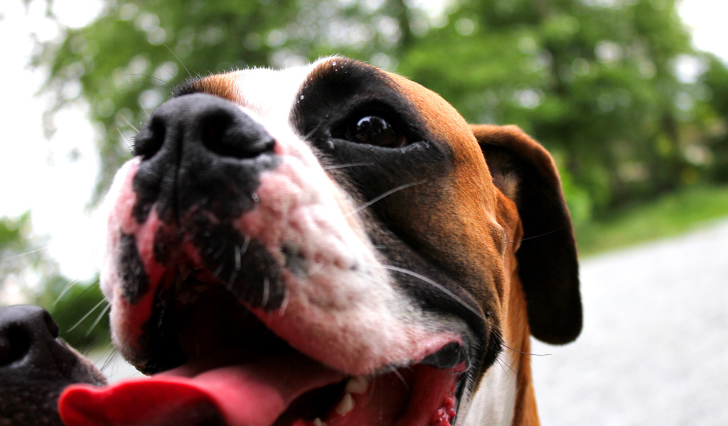 Счастливый боксёр с длинным языком