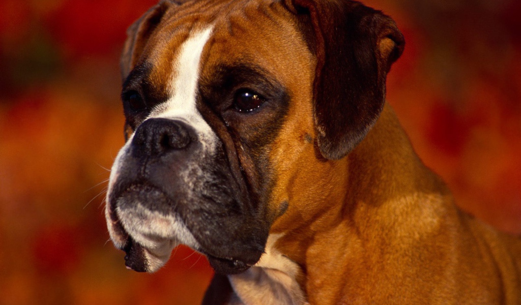 Портрет серьёзного боксёра