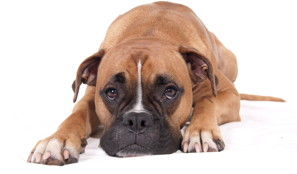 Грустный боксёр на белом полу