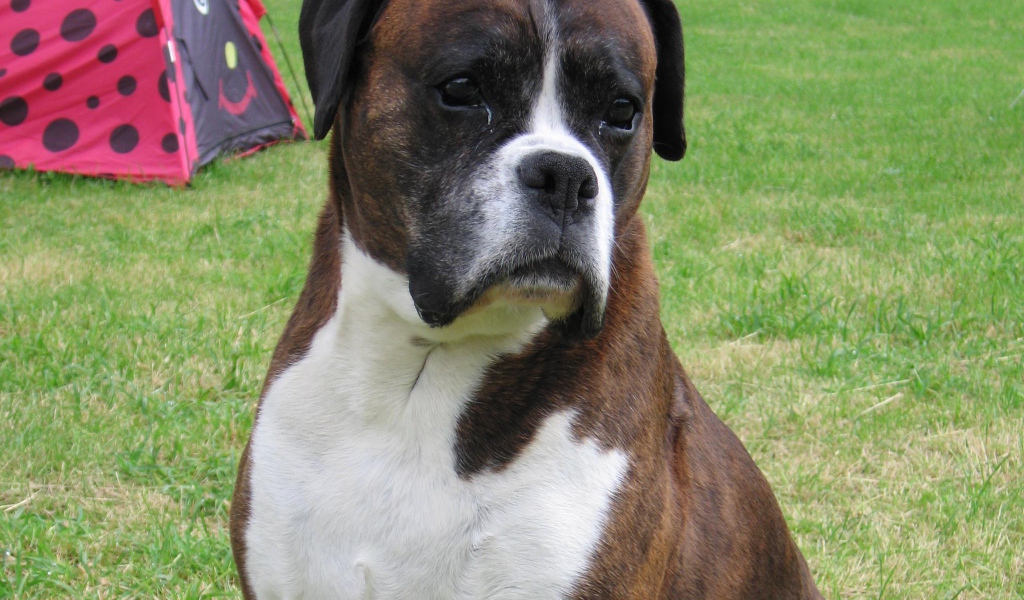 Грустный боксёр на фоне палатки