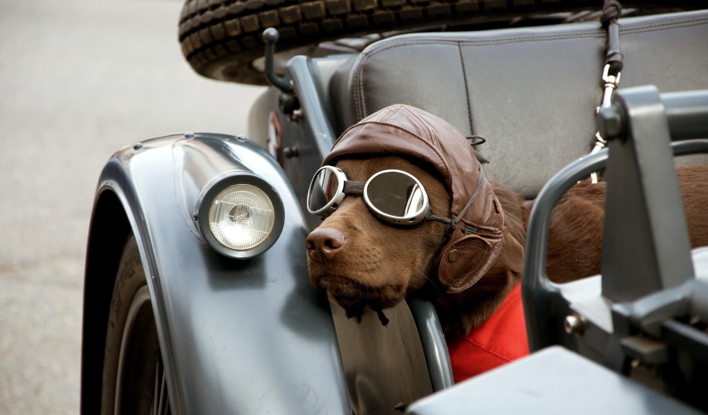 Собака в шлеме и очках