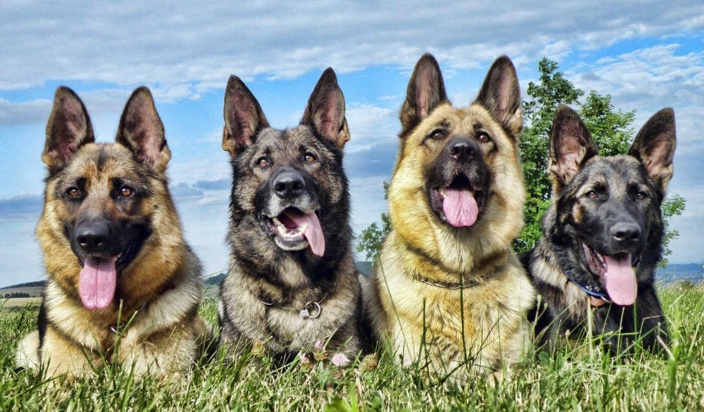Немецкие овчарки высунули языки