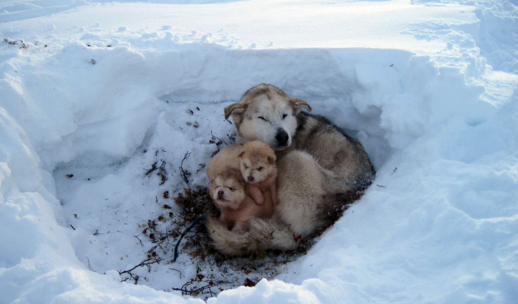Собака со своим потомством в снегу