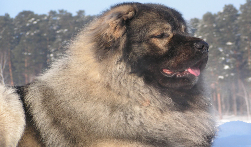 Кавказская овчарка в зимнем лесу