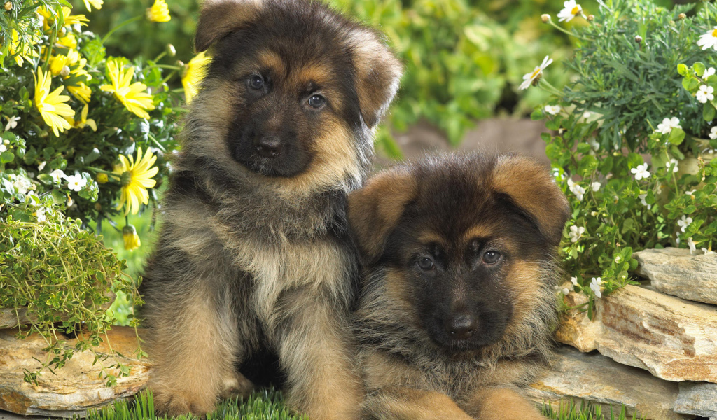 кавказские овчарки в саду