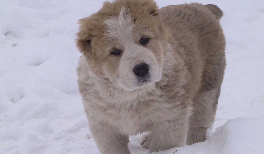 Кавказская овчарка играет на снегу