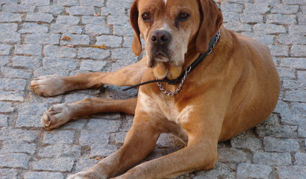 Португальский коричневый Пойнтер