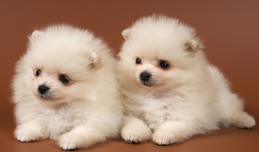 Щенки чау-чау