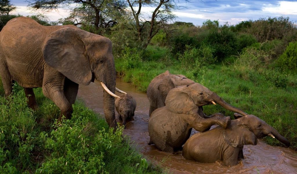 Слоны купаются